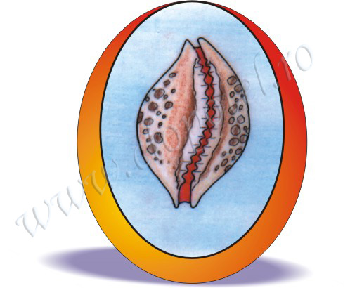 Cowrie (shell)